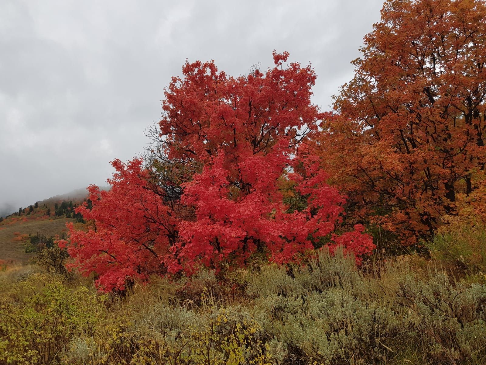 Glorious colors.